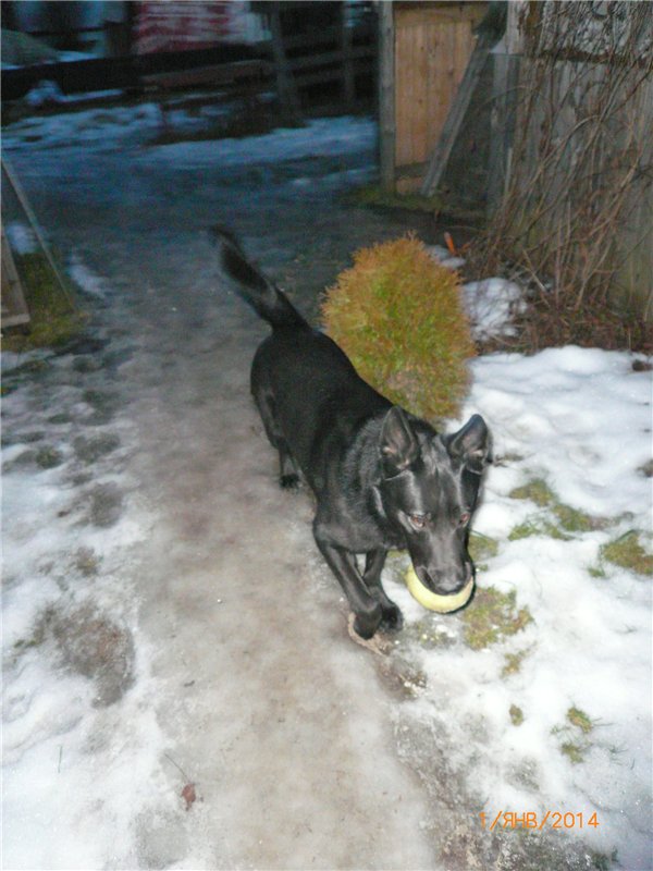 С новым годом — Домашние коллекции кукол: фото собраний