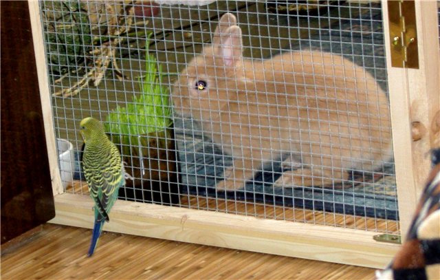 Мои любимые свинтусы Арлекин, Домино, Кёрли и Кума (фото 6)