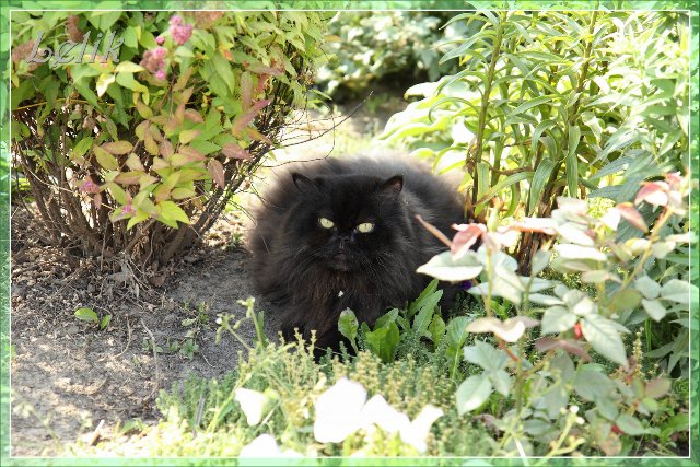 Цветочный рай, или новый наряд Ульяны (Pipa 2003 года, Gotz) | Бэйбики Цветочный рай, или новый наряд Ульяны (Pipa 2003 года, Gotz)