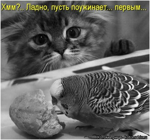 Море позитива) Для поднятия настроения (осторожно! много фото)))) | Бэйбики Море позитива) Для поднятия настроения (осторожно! много фото))))