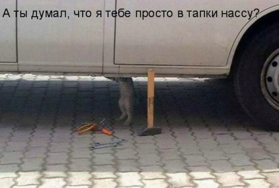 Море позитива) Для поднятия настроения (осторожно! много фото)))) | Бэйбики Море позитива) Для поднятия настроения (осторожно! много фото))))