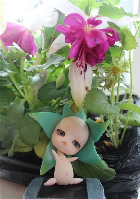 Новые Цветочки, у меня в Садочке! Anson Fairies, Dollzone (фото 3)