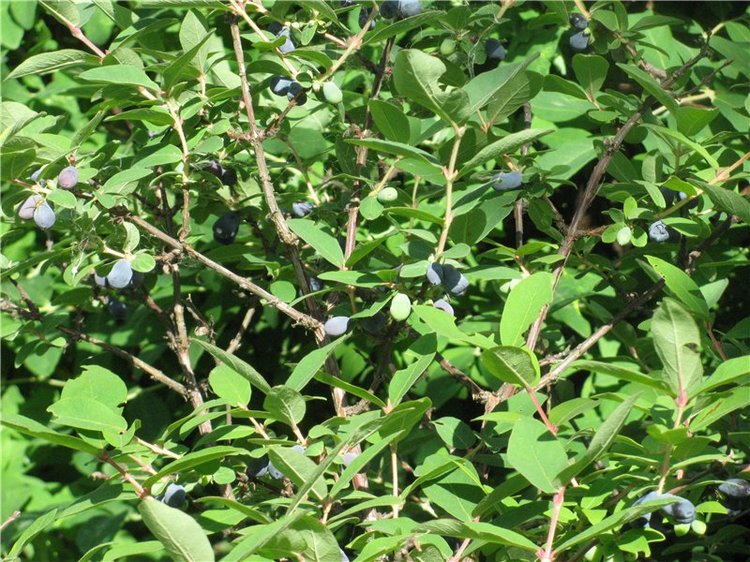 Любите ли вы жимолость как любят ее мои пупсики (фото 3)