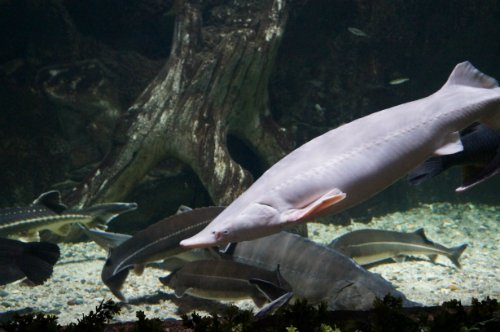 Воронежский океанариум — Туризм и путешествия: фотоотчеты из поездок