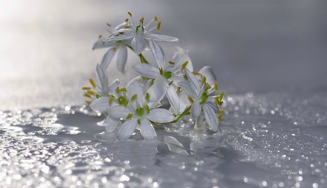 … была в том милом возрасте, когда девочка уже не ребенок, а ребенок еще не девушка. Лилу (Lilou) от автора Рут Треффайзен