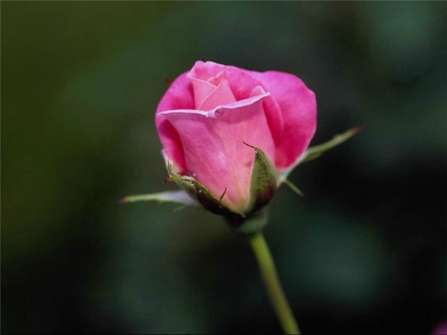 Женщины похожи на людей и живут рядом с ними или Слаще жизни и горше смерти. Предпраздничная болталка