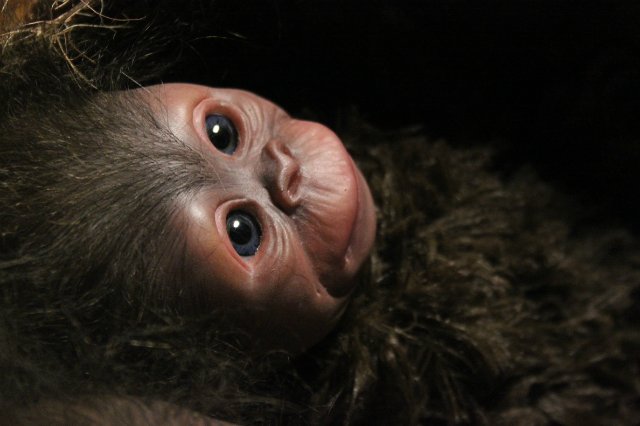 Обезьяныши реборн Элины Кудрявцевой (фото 7)