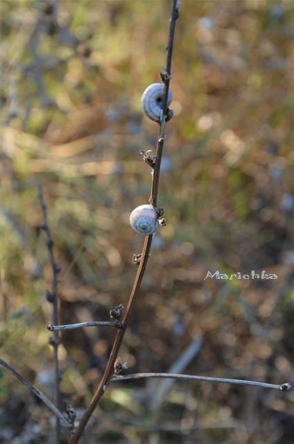 Ассоль-ки. Куколка Ann Estelle от Tonner (фото 7)