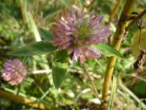 Золотая осень. Старый Оскол, Белгородская область