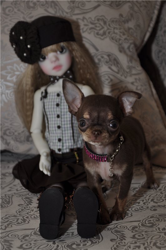 Приехала моя первая МСД девочка Иззи. Хотим познакомиться (фото 7)