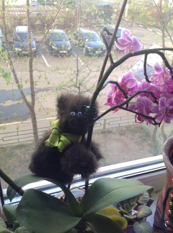 Как бы Тедди — Другие хобби и увлечения: сад (фото 2)