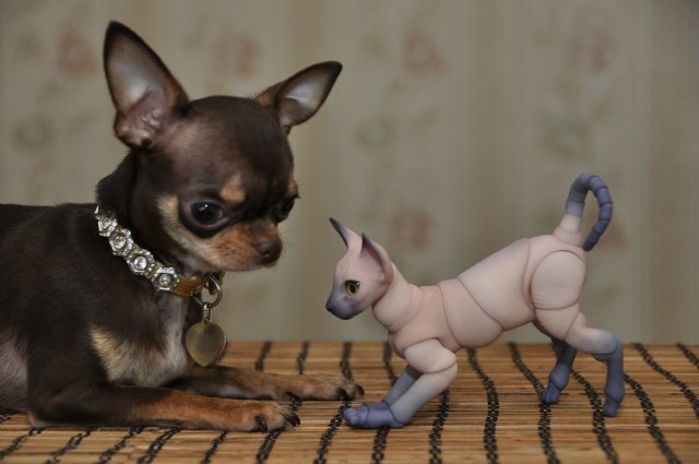 А кто к нам приехал!!! Мей Мей от Кайе Виггз и ее новый друг