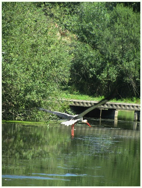 Из жизни гномиков Rosemarie Anna Muller