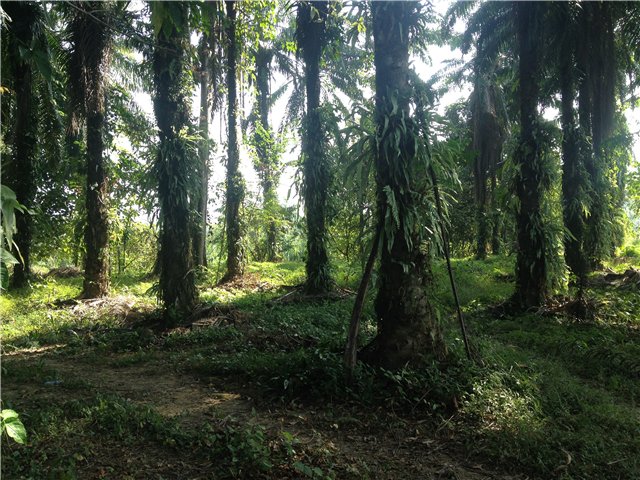 Светлая Галадриэль, или путешествие по Эльфийскому лесу | Бэйбики Светлая Галадриэль, или путешествие по Эльфийскому лесу