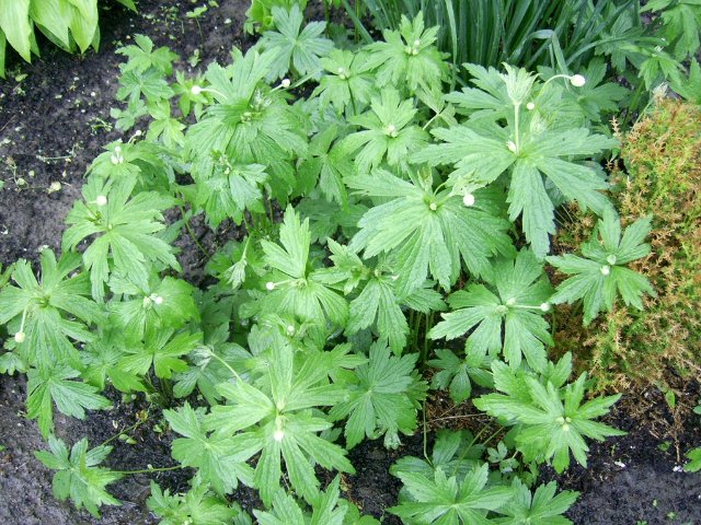 Прогулка между каплями дождя :) Коллекционная кукла Пиппина от Сюзан Липпл (фото 6)