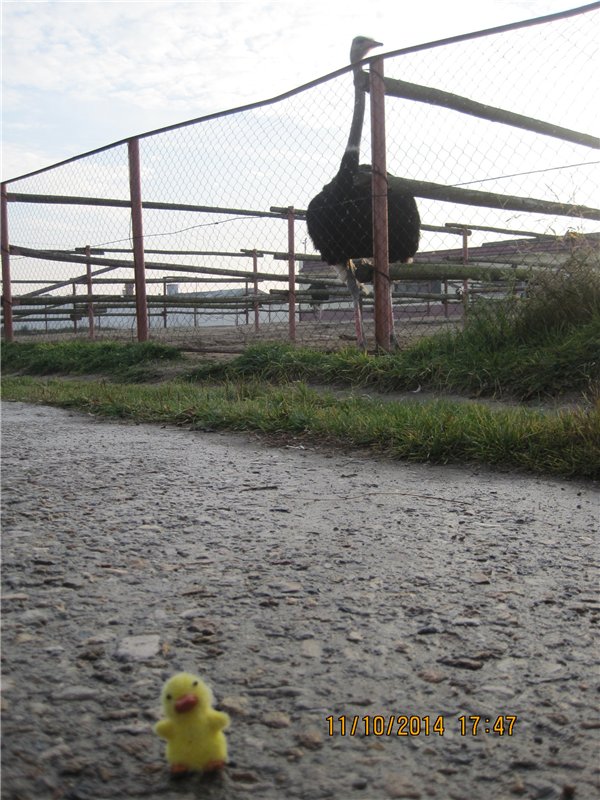 Дружок — Интересные игрушки и фигурки (разное): редкие