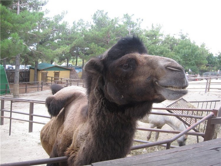 Галчонок и лето. Винтажна куколка СССР Галя