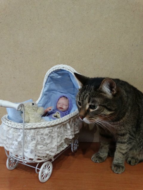 Моего кота не волнуют конкурсы, он просто любит фотографироваться