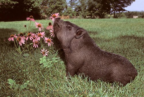 Все любят цветы — Интересное и необычное: фотоподборки