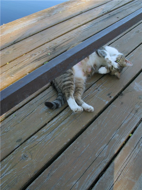 Прогулка с Райли. Riley от автора Helen Kish