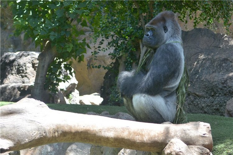 Испания. Тенерфе. Часть 2. Лоро парк