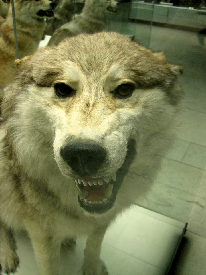 День в музее. Анжела в Государственном Дарвиновском музее