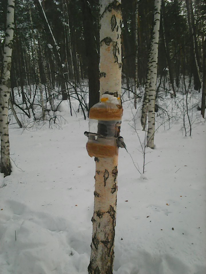 Интересное наблюдение за птицами у кормушки