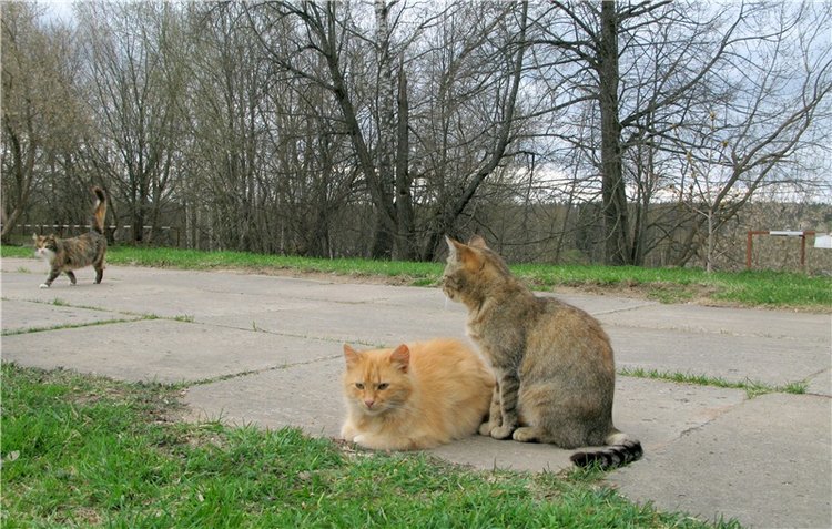 Майский день в Митино — Туризм и путешествия: фотоотчеты из поездок