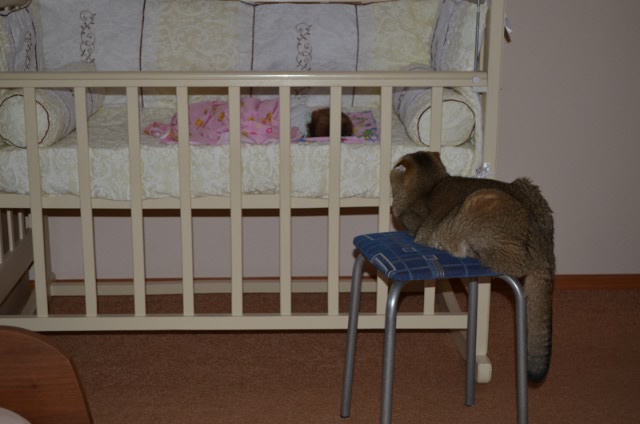 Опять котики. "Это все МА-Е!!" (фото 4)