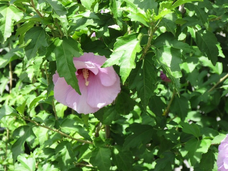 По дороге летним днём Магдалена шла с чепцом