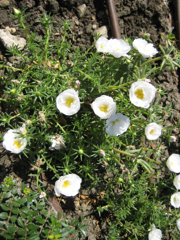 Вот такая вот Болгария — Туризм и путешествия: фотоотчеты из поездок