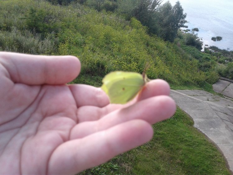 Псков: из лета в лето. Прогулки по городу и куклы