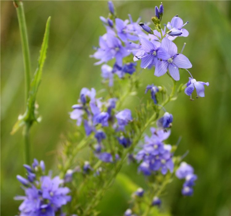 Просто Соня. Уникальные куклы от Сильвии Наттерер | Бэйбики Просто Соня. Уникальные куклы от Сильвии Наттерер