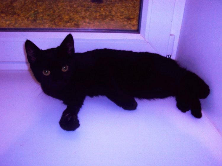 Осенняя фотосессия — Куклы Adora (Адора): коллекционные виниловые