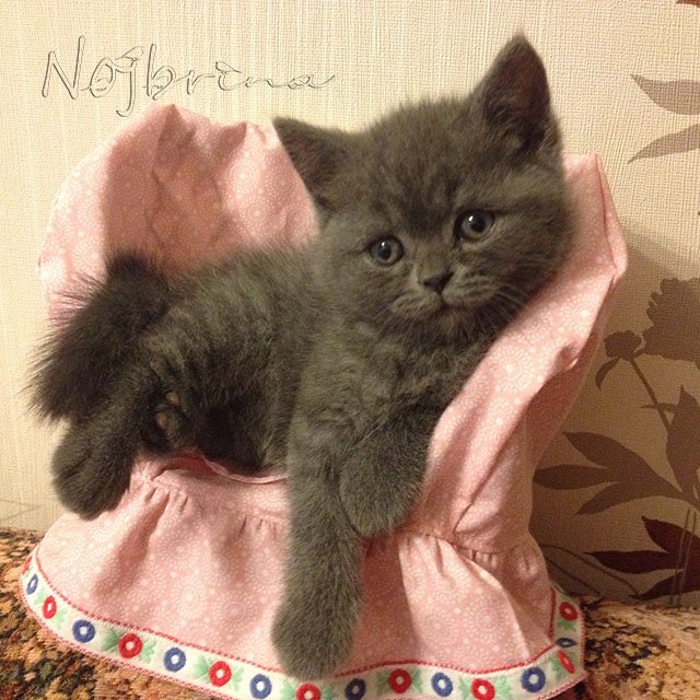 Серый кот. Вихтели Schildkroet