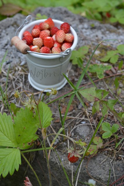 Одну ягодку беру, на другую смотрю, третью примечаю... Мона от Schildkroet (фото 8)