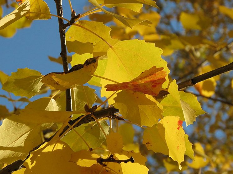 Люблю я пышное природы увяданье (фото 9)