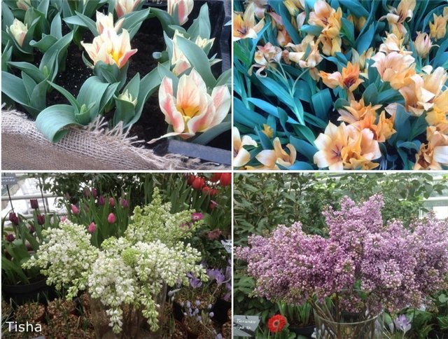 Репетиция весны в "Аптекарском огороде" (фото 8)