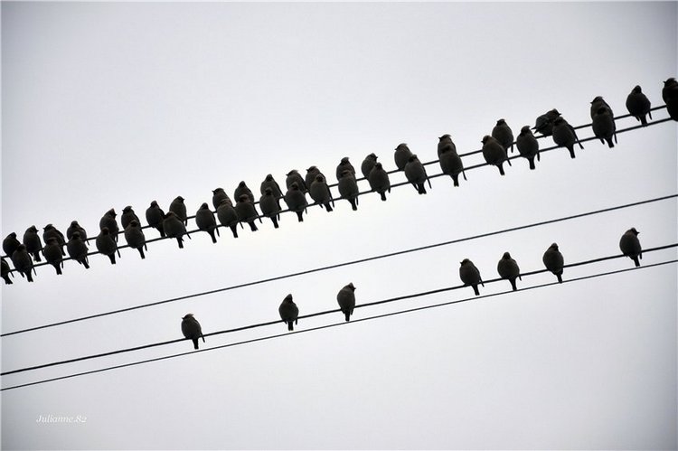 Коты прилетели... первые вестники весны