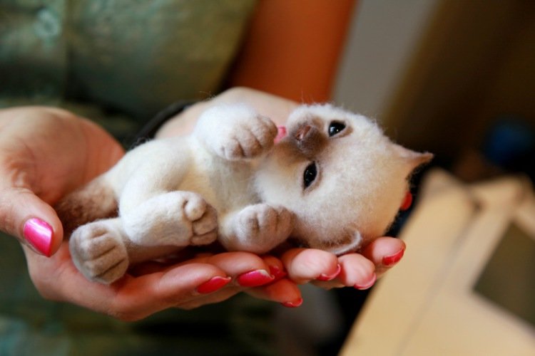 Ты откуда появился маленький