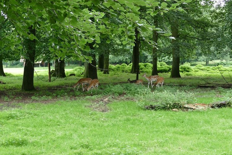 Hirschpark Hamburg. Олений парк. ВИДЕО