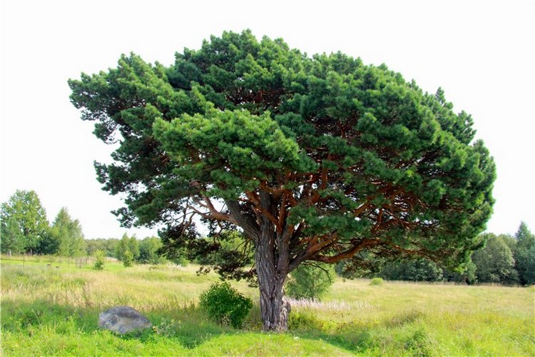 Иваниши. Храм Успения Пресвятой Богородицы