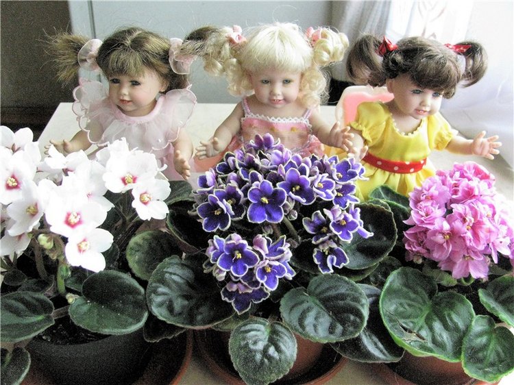 Моя Адора Фиалка — Куклы Adora (Адора): коллекционные виниловые