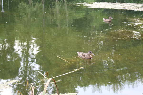 У Московского пруда. Или куда деваются утки