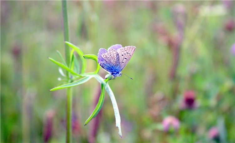 Просто Соня. Уникальные куклы от Сильвии Наттерер | Бэйбики Просто Соня. Уникальные куклы от Сильвии Наттерер