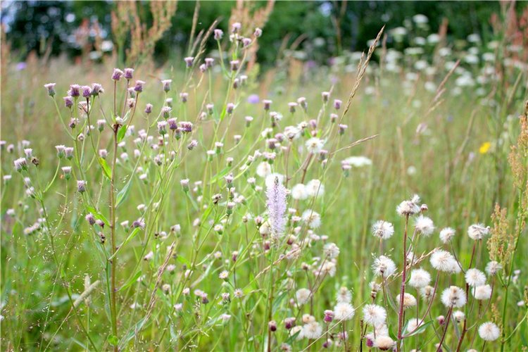 Просто Соня. Уникальные куклы от Сильвии Наттерер | Бэйбики Просто Соня. Уникальные куклы от Сильвии Наттерер