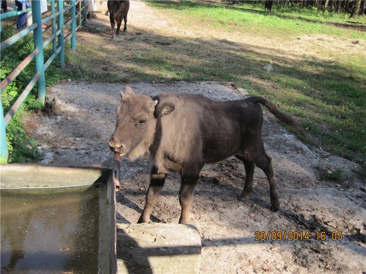 Давайте знакомиться! Мусенька - Realpuki Kaka Basic;)