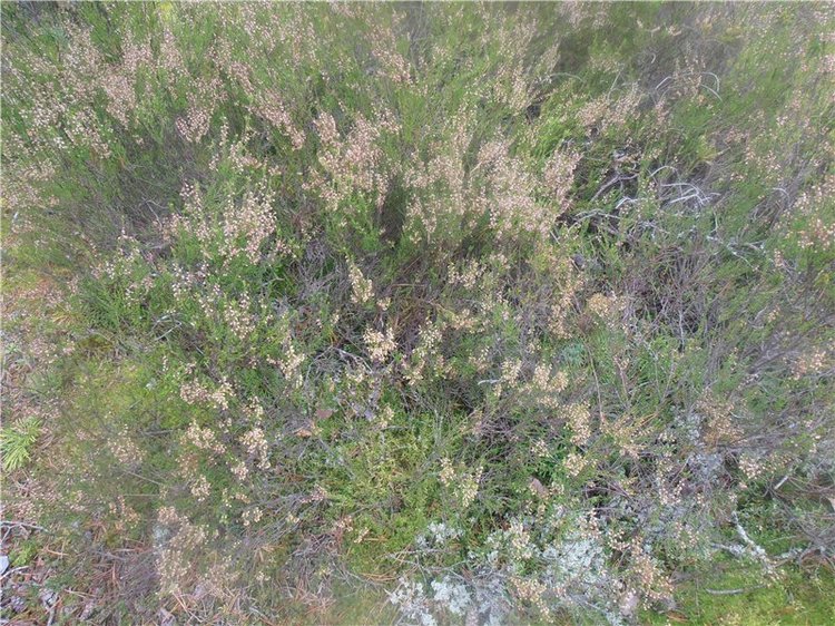 Любителям природы и походов за грибами (фото 2)