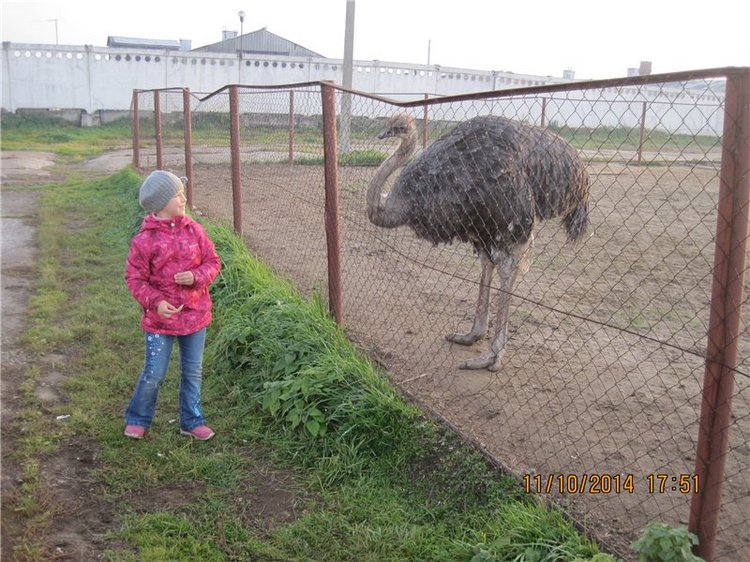 Дружок — Интересные игрушки и фигурки (разное): редкие