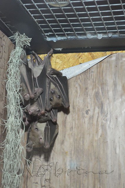 Серый кот. Вихтели Schildkroet